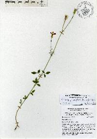 Adenophyllum glandulosum image