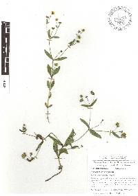Melampodium gracile image