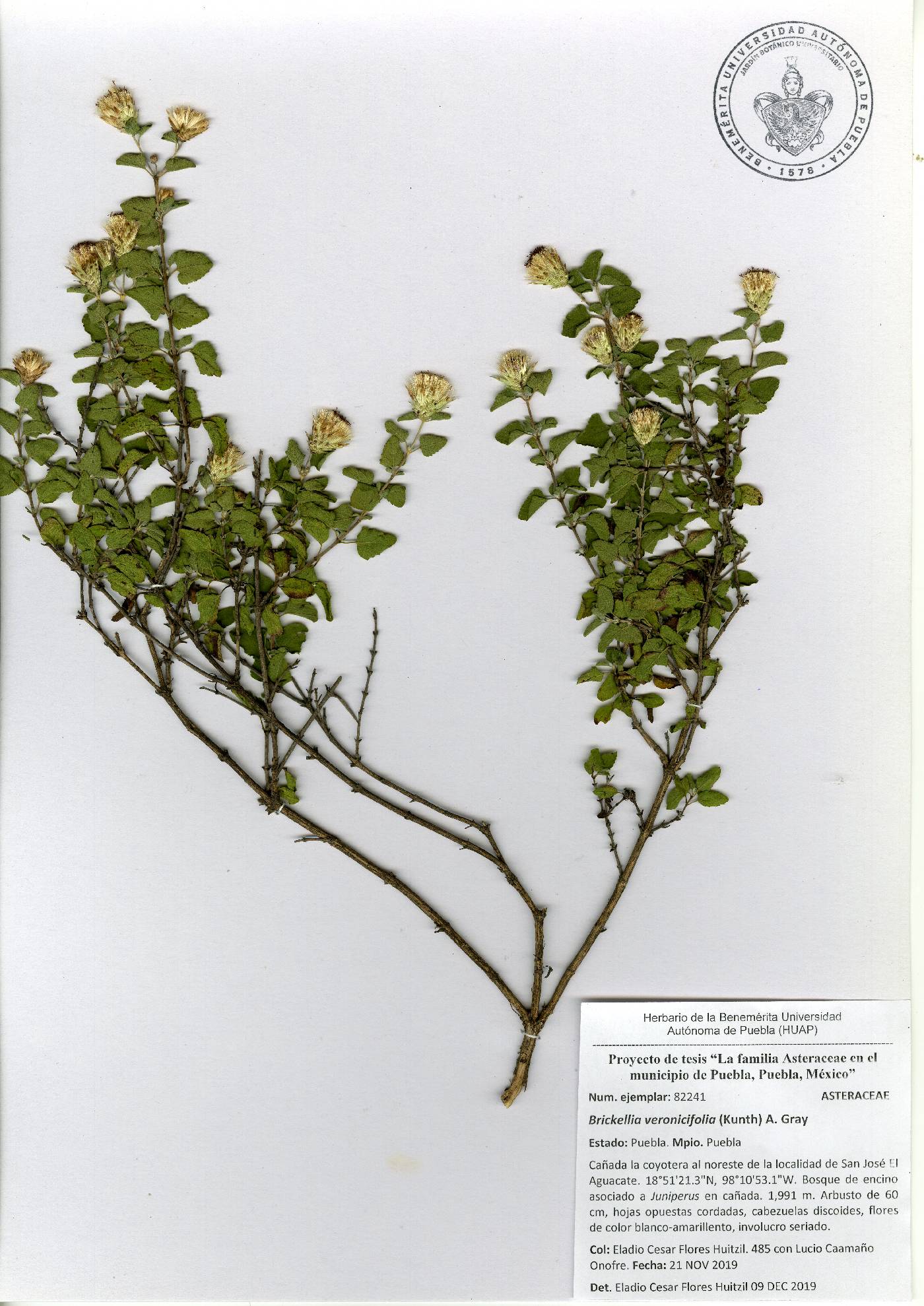 Brickellia veronicifolia image