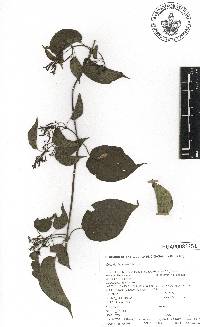 Paederia ciliata image