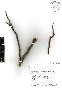 Lonchocarpus longipedunculatus image