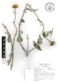 Davilanthus hypargyreus image