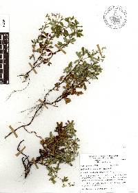 Image of Lachemilla procumbens