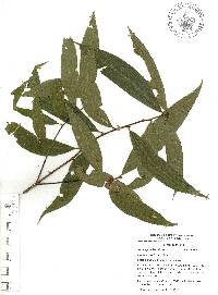 Quercus cortesii image