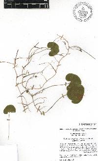 Dichondra brachypoda image