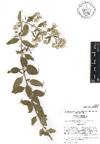 Brickellia lemmonii image