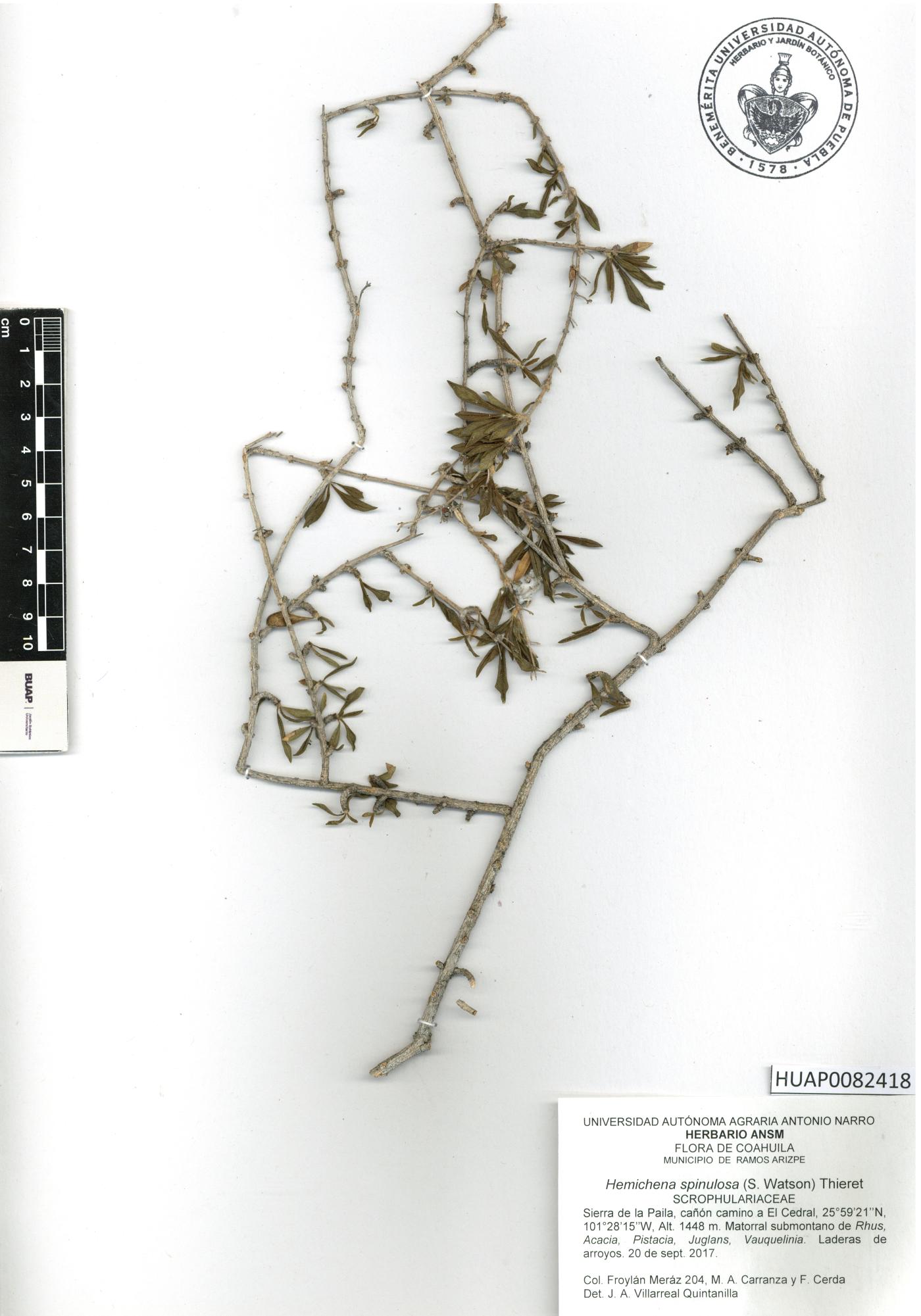 Hemichaena spinulosa image