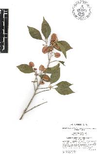 Wimmeria concolor image