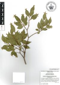 Psidium sartorianum image