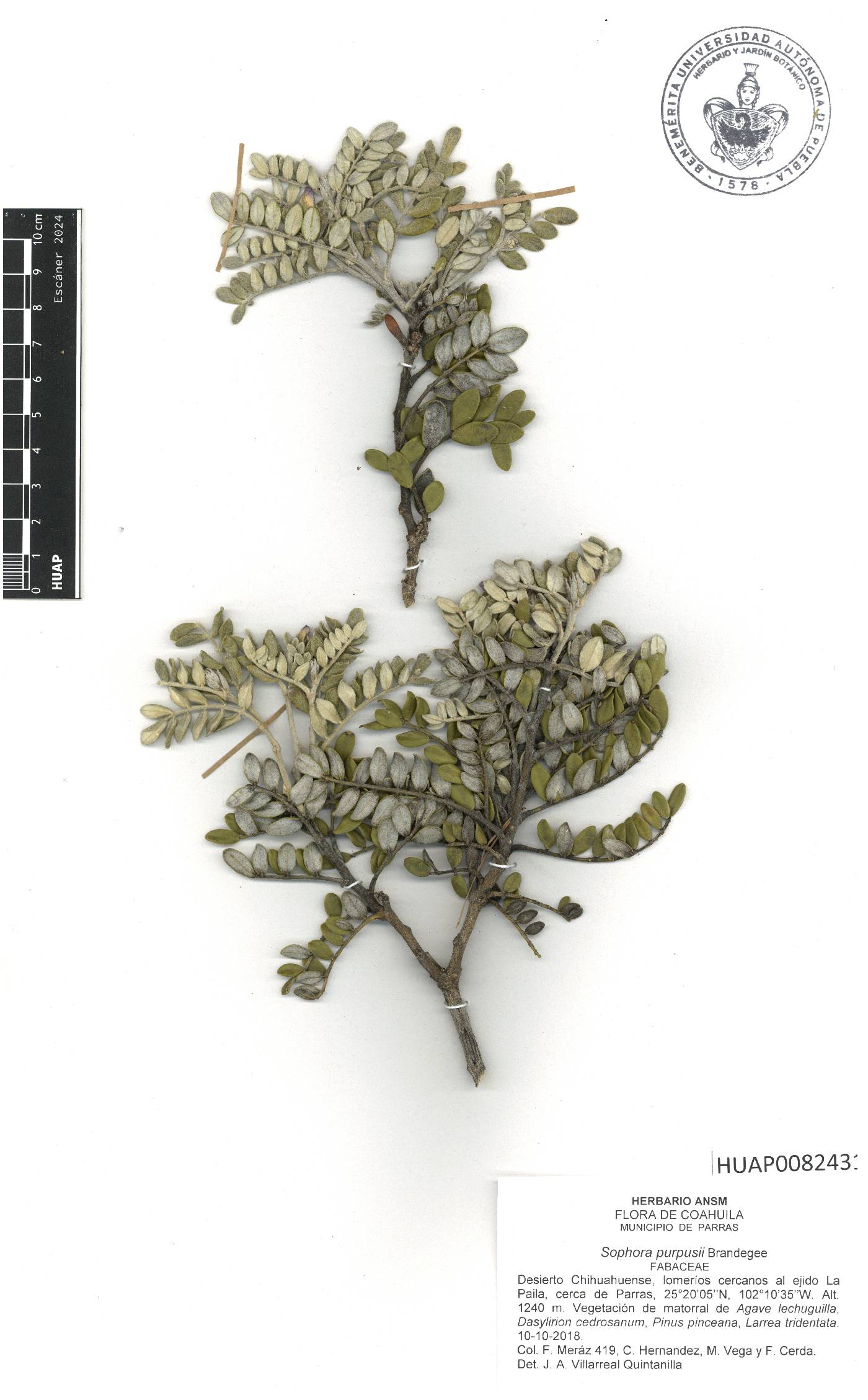 Dermatophyllum purpusii image