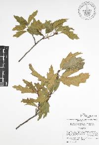 Quercus canbyi image