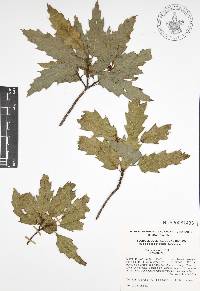 Quercus canbyi image