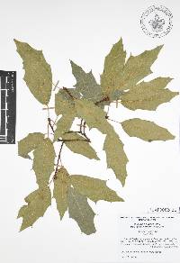 Quercus canbyi image