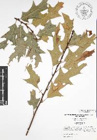 Quercus canbyi image