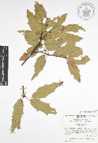 Quercus canbyi image