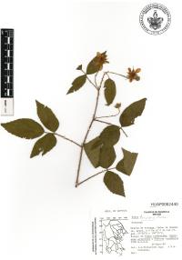 Rubus trivialis image