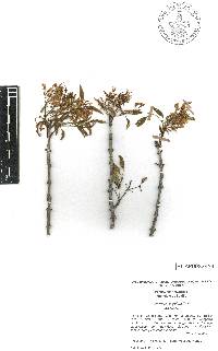 Fraxinus cuspidata image