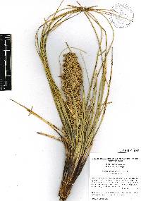 Nolina micrantha image