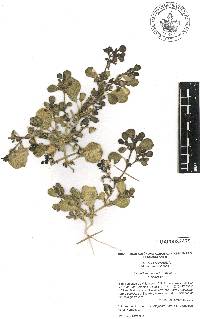 Trianthema portulacastrum image