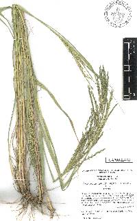 Disakisperma dubium image