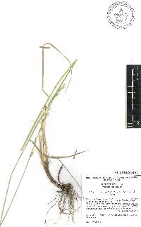 Elymus arizonicus image