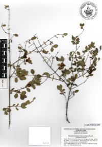 Symphoricarpos microphyllus image