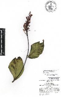 Odontonema cuspidatum image