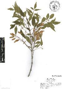 Fraxinus cuspidata image