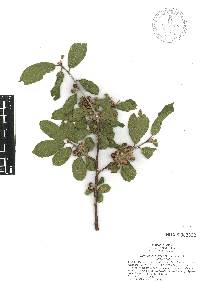 Frangula betulifolia image