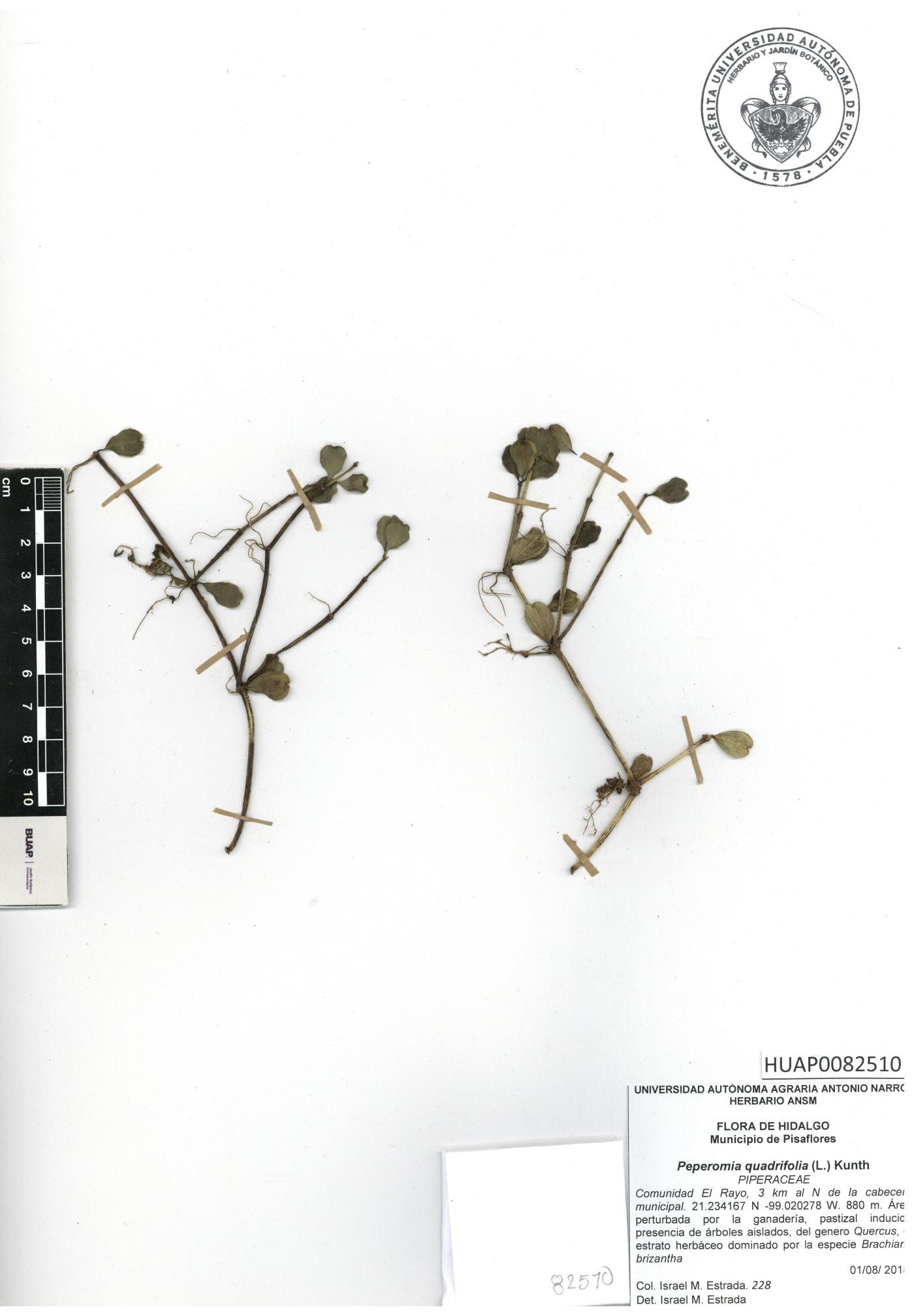 Peperomia quadrifolia image