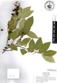Prunus serotina image