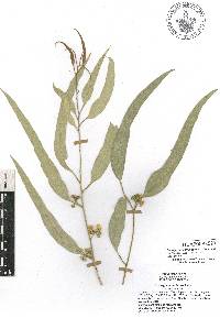 Eucalyptus camaldulensis image