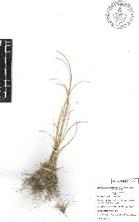 Microchloa kunthii image