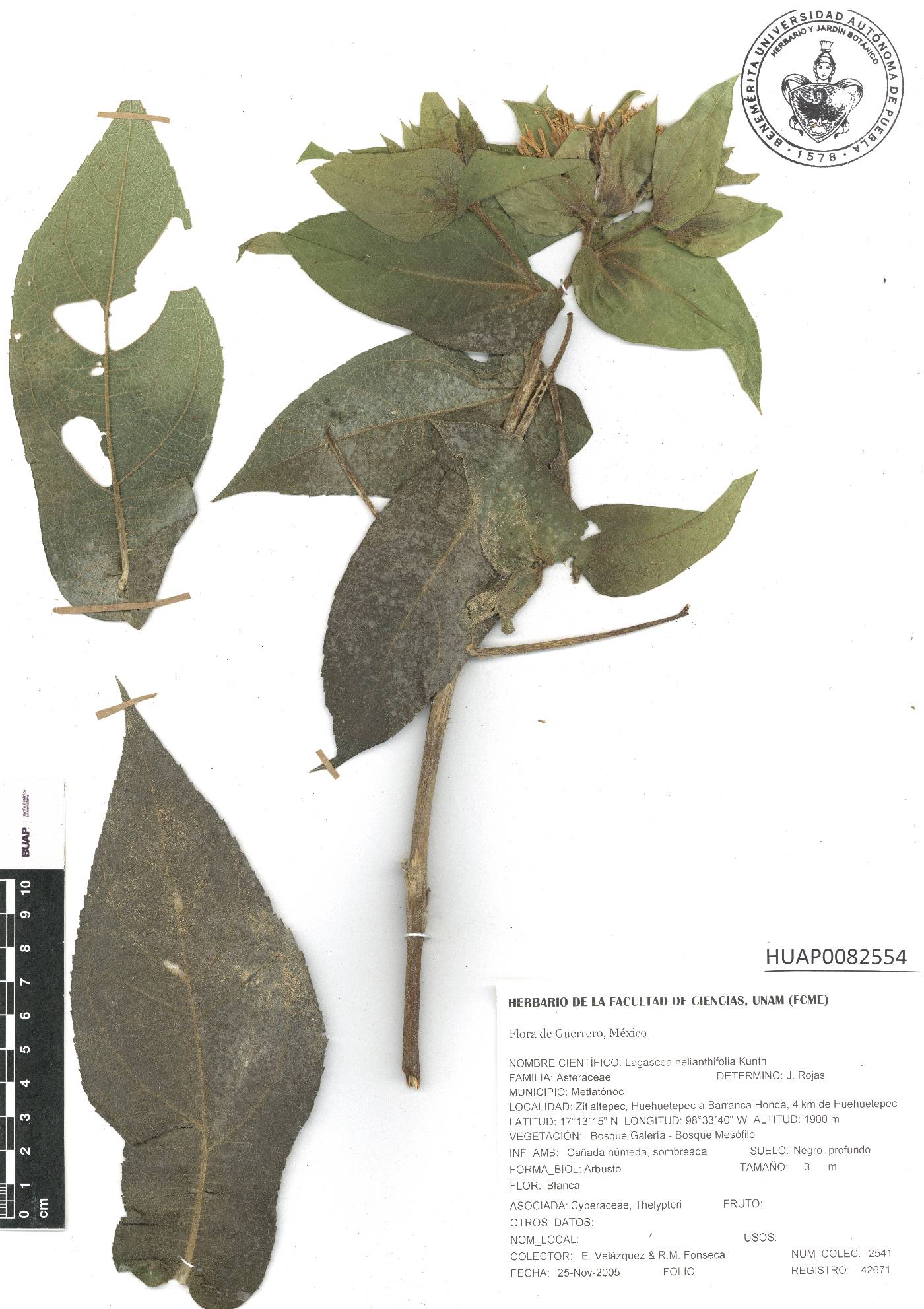 Lagascea helianthifolia image