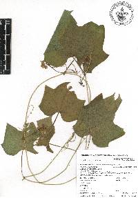 Microsechium palmatum image