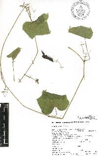 Microsechium palmatum image