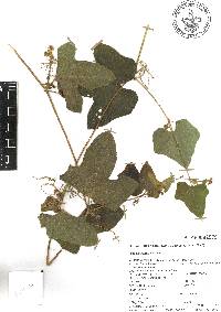 Microsechium palmatum image