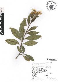 Verbesina oncophora image