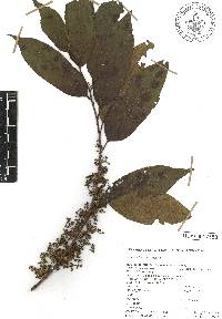 Perrottetia longistylis image