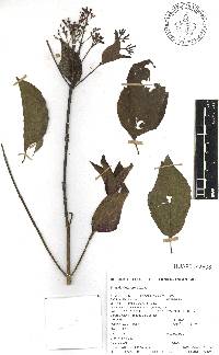Hamelia rostrata image