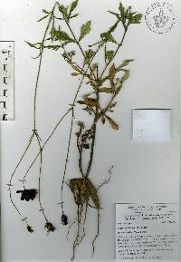 Image of Cosmos scabiosoides