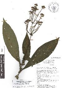 Image of Tinantia parviflora