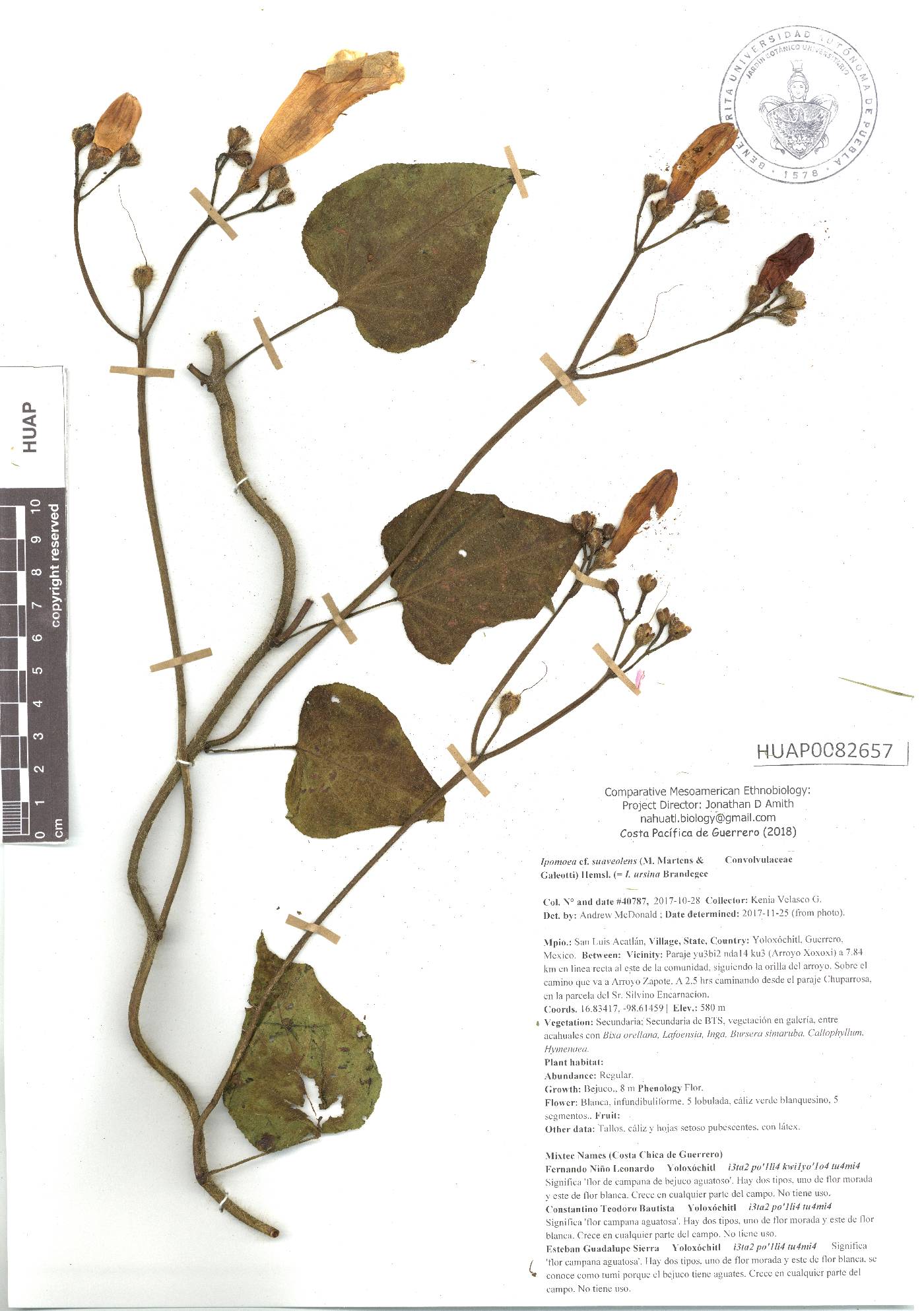 Ipomoea suaveolens image