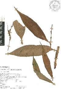 Tradescantia soconuscana image