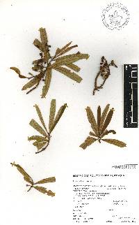 Comarostaphylis arbutoides image