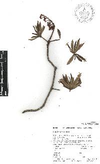 Comarostaphylis arbutoides image