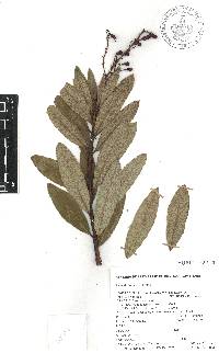 Comarostaphylis discolor image