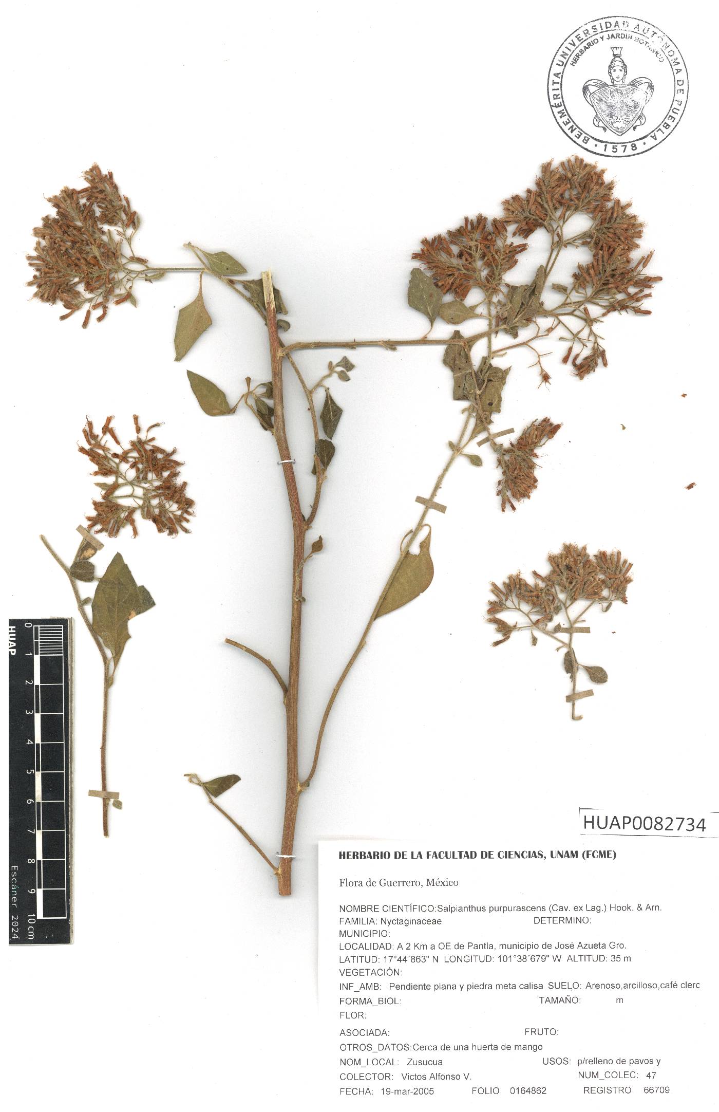 Salpianthus purpurascens image