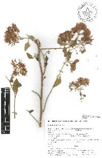 Salpianthus purpurascens image