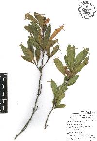 Neopringlea viscosa image